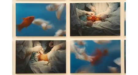 ЦСМ: Ніжність